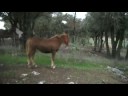 Unia ma pouliche comtoise