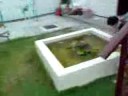 [2Y0M]Holiday Camp -Goldfish pond