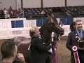 US Arabian Senior Mare Breeding 6 & over FINAL