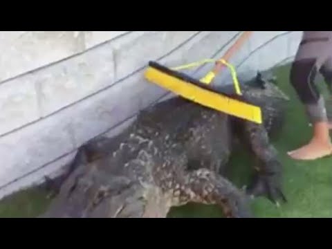 Viral video shows giant rescue gator getting groomed