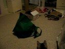 kitties trying to be green, you\
