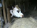 Notre ferme pédagogique - épisode 1- Traite de notre vache Notre ferme pédagogique - épisode 1- Traite de notre vache