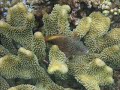 Diving Vanuatu Diving Vanuatu