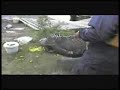 Fish with Rolf