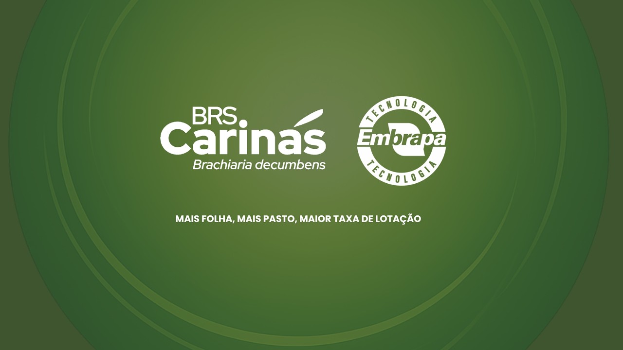 BRS Carinás - Brachiaria Decumbens: mais folhas, mais produção na pastagem