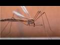 Mosquito Information : What Are the Effect of Mosquitoes in Humans Life?