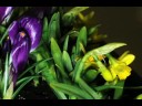Time Lapse Flowers (Crocuses and Daffodils)