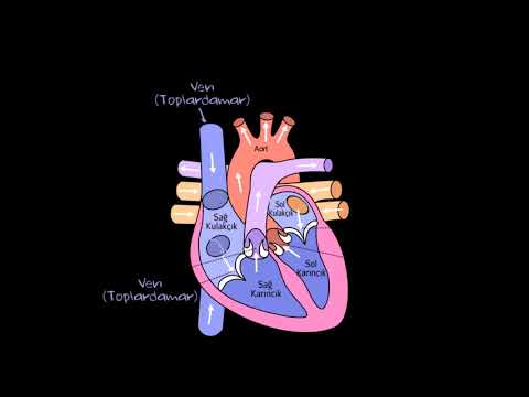 Khan Academy - Dolaşım Sistemi ve Kalp (Biyoloji) (Sağlık Bilgisi ve Tıp) - 2018.09.24