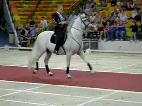 lipizzaner