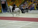 lipizzaner traditional Spanish music