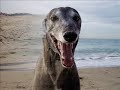 Greyhound Beauty at the Beach