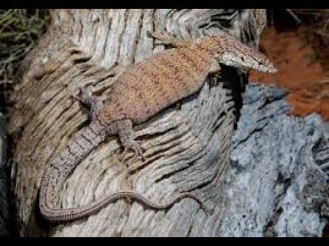 YouTube reptile video