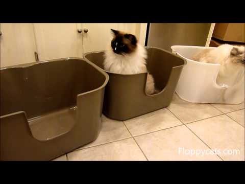 NVR Miss Litter Box Review 0 NVR Miss Litter Box Review