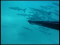 Spearfishing North Coast Adventure