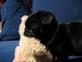 Black pug attacks the bear