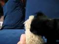 Black pug attacks the bear