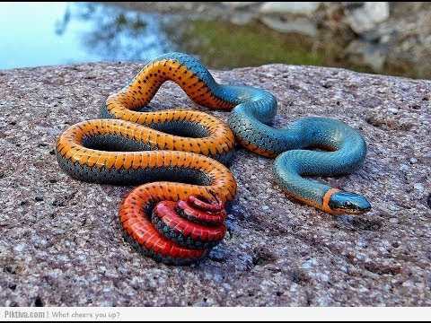 YouTube reptile video