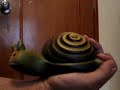 See Video