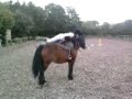 horse contest!!! *open*