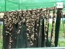 Jóvenes criadores de caracol animan a formas de vida alternativa,