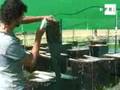 Jóvenes criadores de caracol animan a formas de vida alternativa,