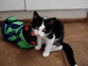 Rondleiding kittenblokhut van Dierenopvang \