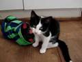 Rondleiding kittenblokhut van Dierenopvang 't Heerveld