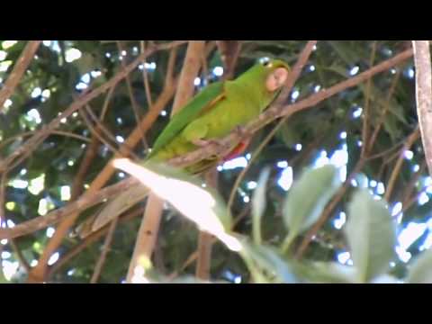 Maritacas - Maritacas que fizeram barulho uma tarde toda em minha janela em Campo Mourão.