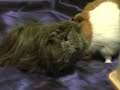 My Moscow herd of guinea pigs My Moscow herd of guinea pigs