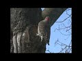 BIRD WATCHING IN CANADA