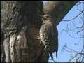 Bird Watching In Canada - YouTube