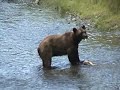 Hyder alaska bears grizzly wolf