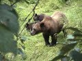 On our 2006 trip to Alaska, we visited Hyder for the third time and came away with great video. This time we got a shot of a wolf fishing in the creek!