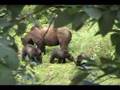 Hyder Alaska Bears and Wolf 2006