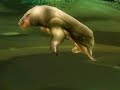 wow druid bug