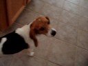 Marbles: Follow That Dog