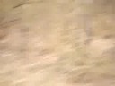 our-second-sighting-iima-21-facchas-feeling-lucky.html