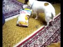 Duke Dog & Katie Love vs Chicken Jerky Strips Duke Dog & Katie Love vs Chicken Jerky Strips