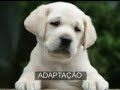 Adoção, um ato de amor.