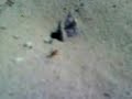Ants of Israel Ants of Israel