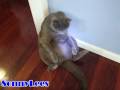 Crazy Cat