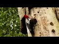 Woodpecker vs Snake  ......www.PleaseWatch.net