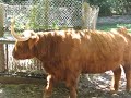 Toronto - Scottish Highland Cattle in High Park Zoo