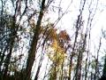 Sasha (dog) cam - ever wondered what it looks like from a dogs point of view ?
