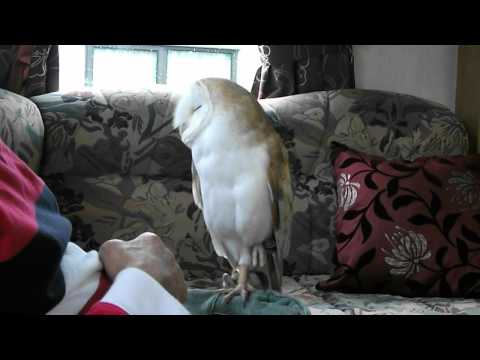 how to care for a barn owl