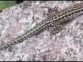 corsica4 corsica4