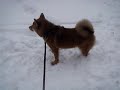 My Snow Rolling Shiba Inu