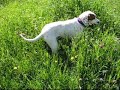 Una ma�ana en el campo