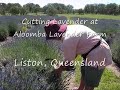 Cutting Lavender Cutting Lavender