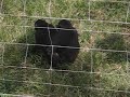 Chimpanzees making a lot of noise
